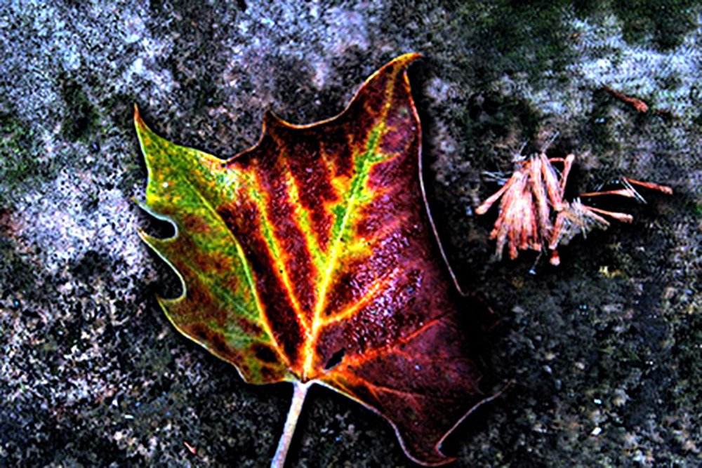Stream Leaf